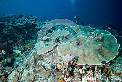 Diver and hard coral reefs in Derawan, Kalimantan, Indonesia underwater photo