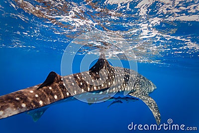 Diver s close up view of whale shark with two small fish underneath belly