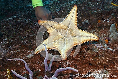Diver s Hand Pointing to a Sea Star