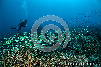 Diver and schooling fish above the coral reefs in Gili, Lombok, Nusa Tenggara Barat, Indonesia underwater photo