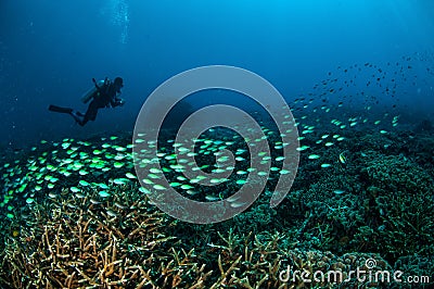 Diver and schooling fish above the coral reefs in Gili, Lombok, Nusa Tenggara Barat, Indonesia underwater photo