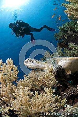 Diver and turtle along the reef, Red Sea, Egypt