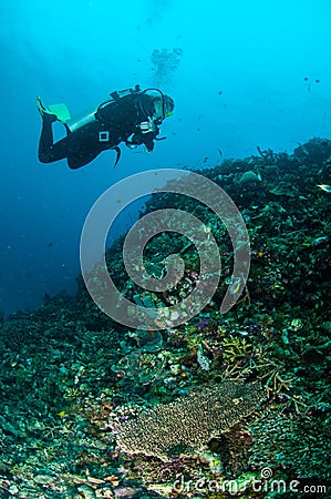 Diver and various coral reefs in Gili, Lombok, Nusa Tenggar Barat, Indonesia underwater photo