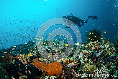 Diver and various reef fishes swim above coral reefs in Gili Lombok Nusa Tenggara Barat Indonesia underwater photo