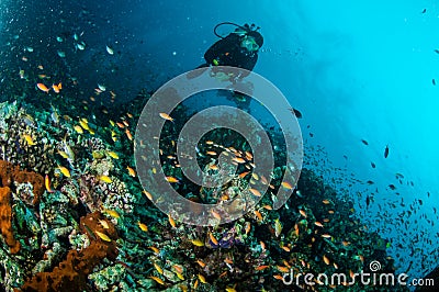 Diver and various reef fishes swim above coral reefs in Gili Lombok Nusa Tenggara Barat Indonesia underwater photo