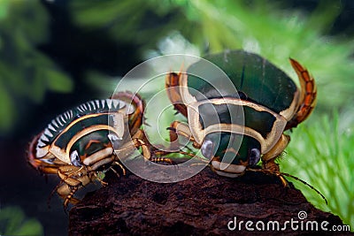 Diving beetle swimming insect water animal