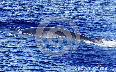 Diving Fin Whale ( Balaenoptera physalus)