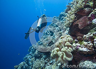 Diving the Great barrier