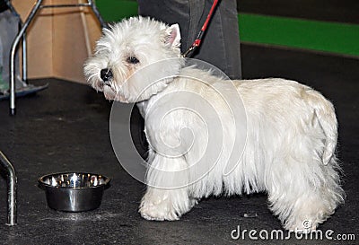 Dog ​​Bichon Frise drinking water