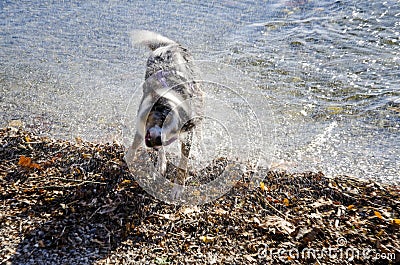 Dog in action to shake the water off after a bath-play