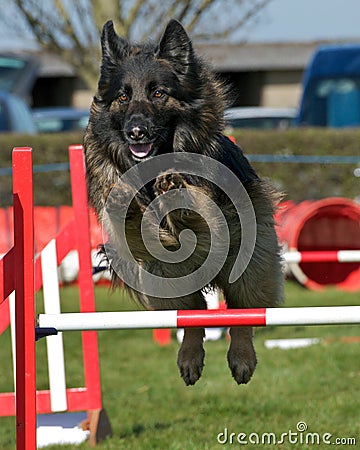 Dog Agility