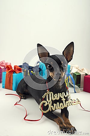 Dog as a gift on new year and Christmas