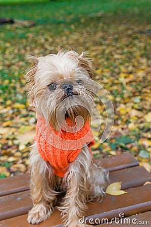 Dog on an autumn walk