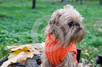 Dog on an autumn walk