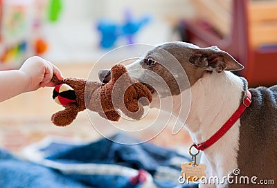 Dog and baby playing tug of war