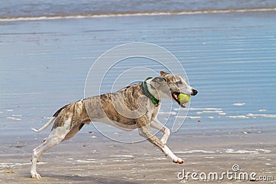 Dog with ball