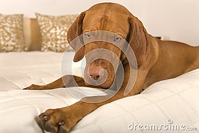 Dog on bed