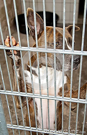 Dog behind bars