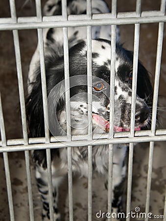 Dog behind bars