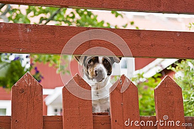 Dog Behind Fence