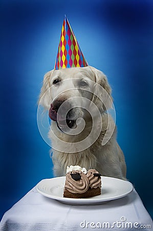 Doggie Birthday Cake on Dog With Birthday Cake Royalty Free Stock Image Image 15016106
