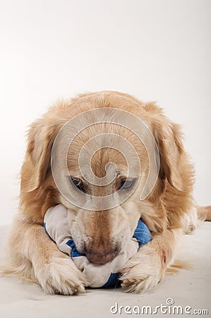 Dog biting his toy