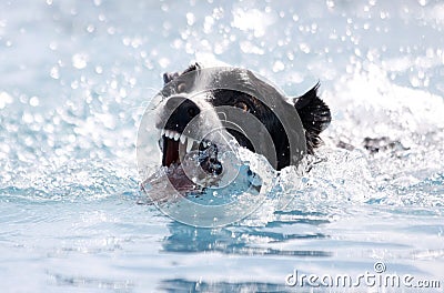 Dog biting at the water while swimming