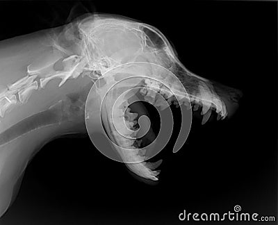 Dog body x-ray