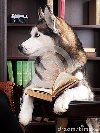 Dog with book