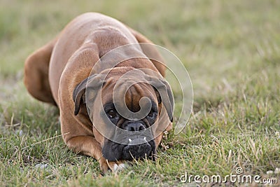 Dog boxer young puppy while sitting on green grass