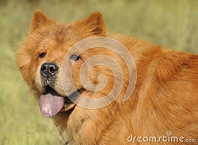 Dog breed of Chow-chow