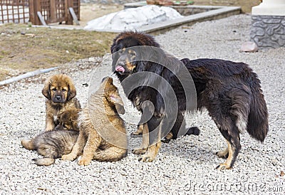 Dog breed Tibetan Mastiff with puppies