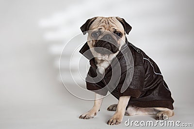 Dog with a brown jacket