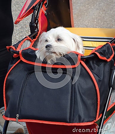 Dog in buggy