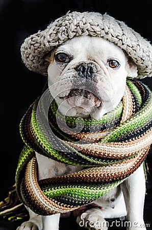 Dog, bulldog with cap, dress, and glasses