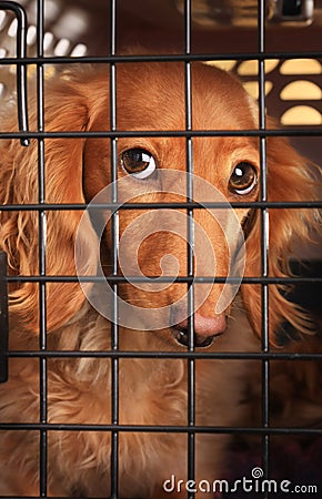 Dog in a cage.