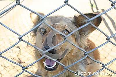 Dog in cage