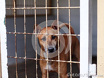 Dog in a cage