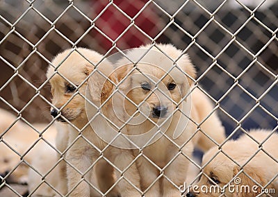 Dog in cage