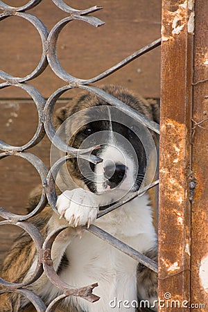 Dog in cage