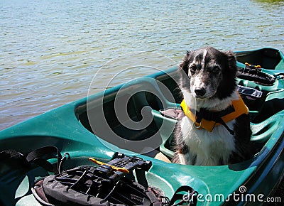 Dog in Canoe wearing a Life Jacket