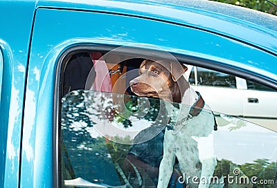 Dog in car