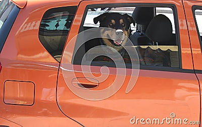 Dog traveling by car