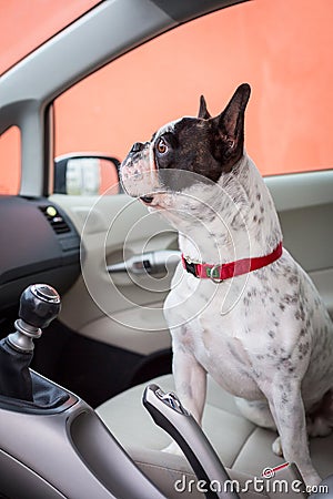 Dog in the car