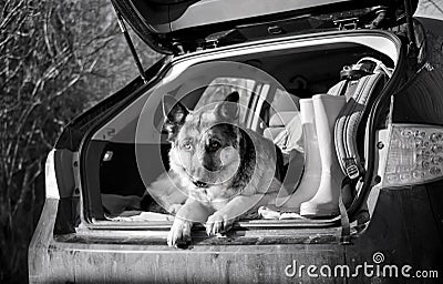 Dog in a car