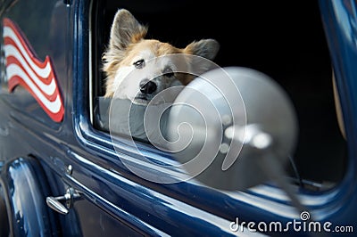 Dog in car with US flag and mirror