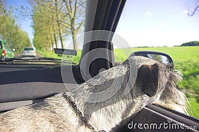 Dog in car window