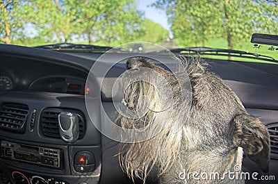 Dog in car window