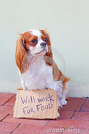 Dog With a Cardboard Sign