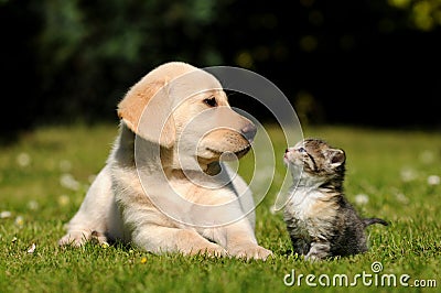 Dog and cat